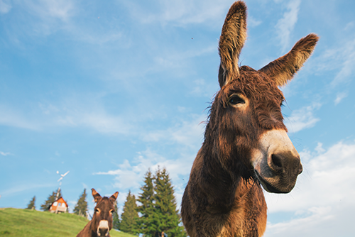 mules standing in field