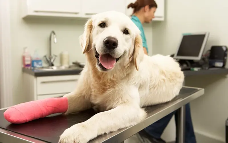 a dog on a vet table with a bandage on his front paw