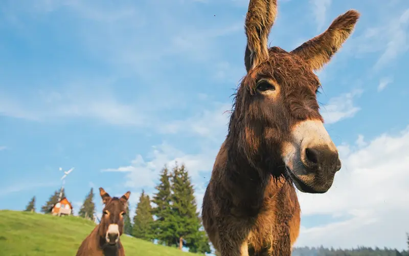 two mules on a hillside