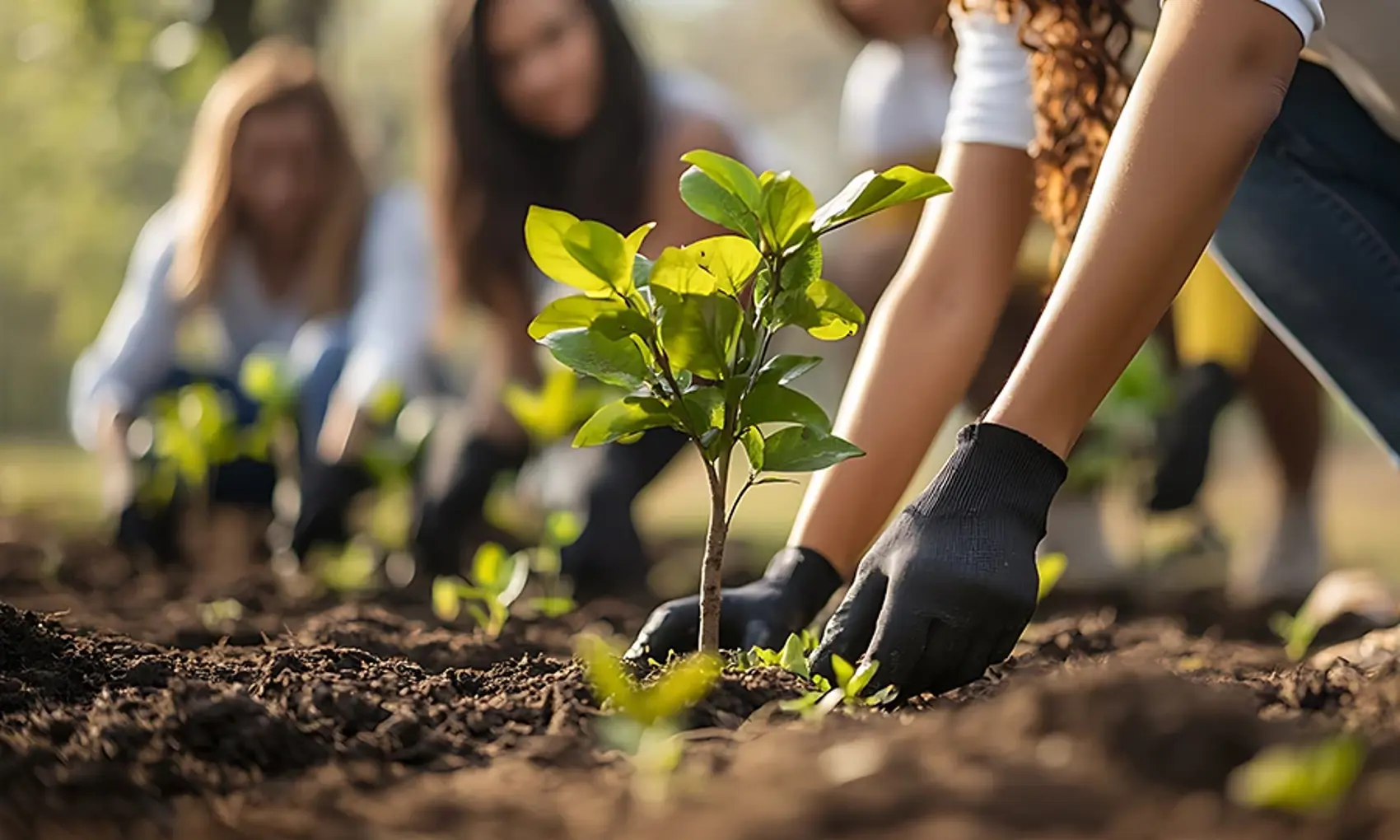 person planting a tree
